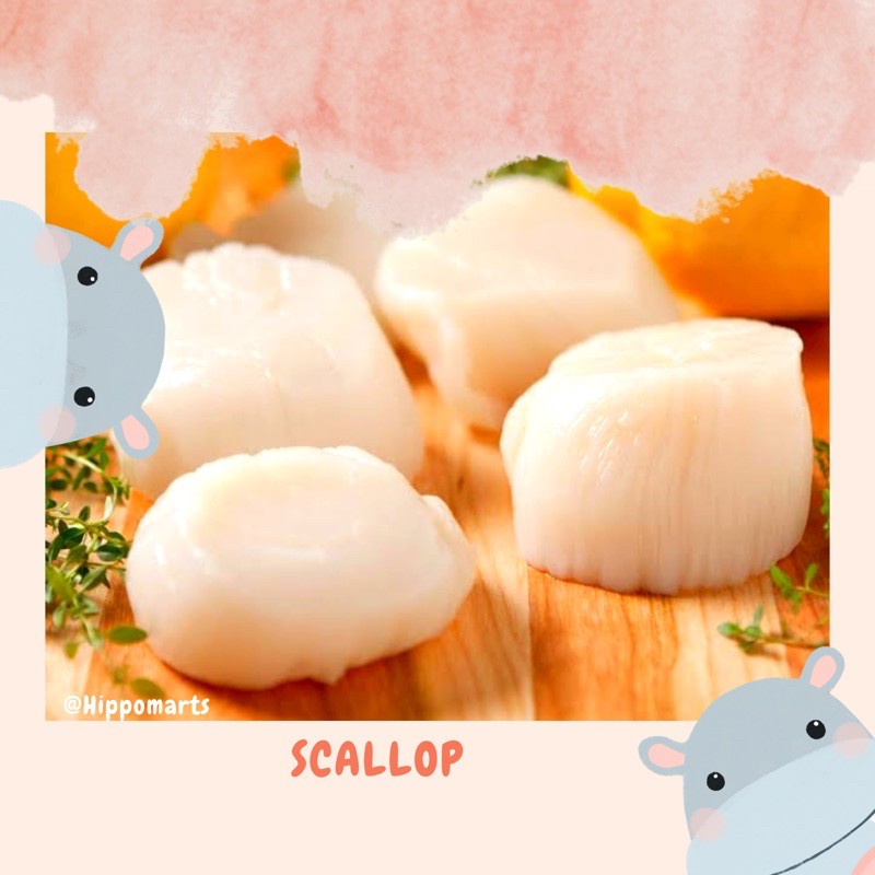 Jual Scallop US fresh Frozen / Kerang Kampak / Kerang Simping Shopee