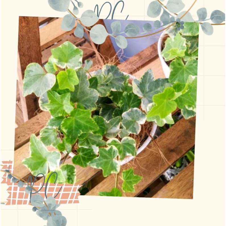 TANAMAN HIAS HEDERA HELIX IVI IVY VARIEGATA