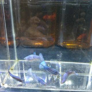 cupang plakat female besgel blue rim. | shopee indonesia