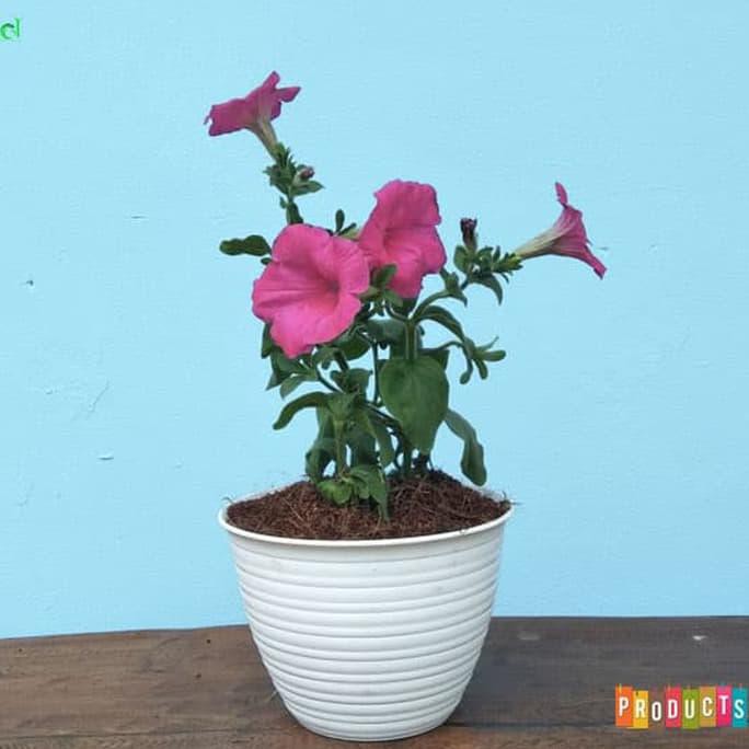Siap Kirim Tanaman Petunia Bunga Pink / Petunia Sumo Pink Kualitas Baik