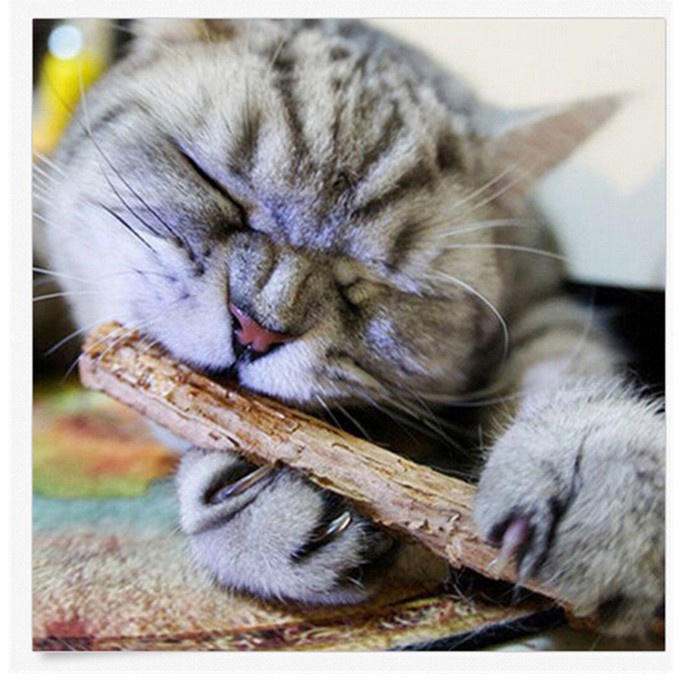 PH.Medan CATNIP KUCING TEETH STIX / CATNIP KAYU / CATNIP KUNYAH KUCING