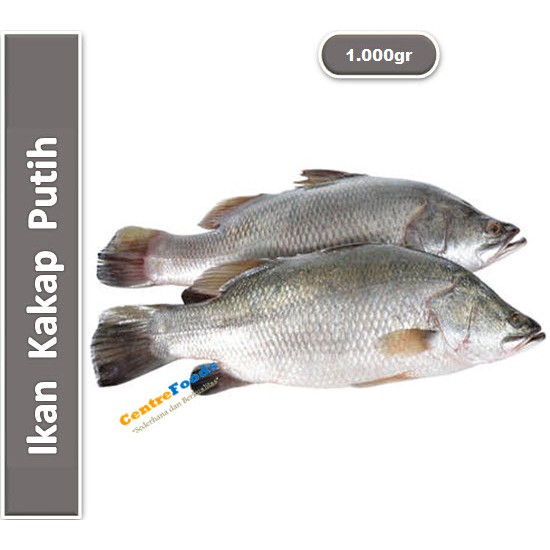 

Ikan Kakap Fresh | Putih [ Harga Per KG ]