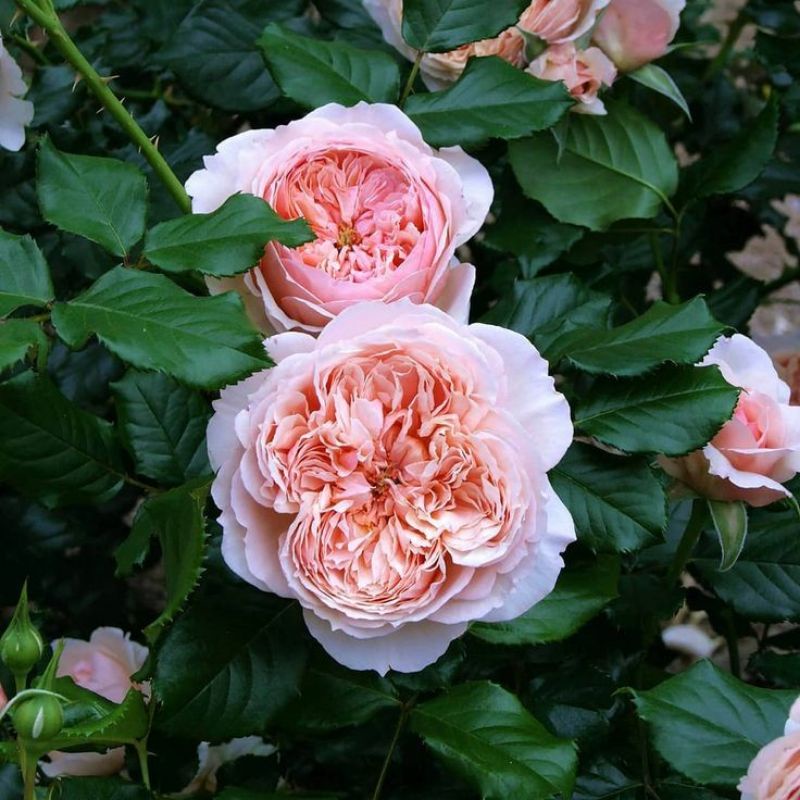 Tanaman Hidup Bunga Mawar import Masora-mawar wangi-mawar rambat-mawar import-mawar hidup