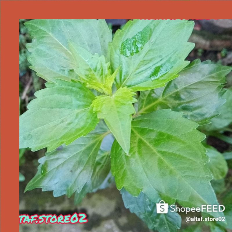 

Daun kumis kucing segar - obat herbal - Daun batang kumis kucing segar 100gr - obat herbal