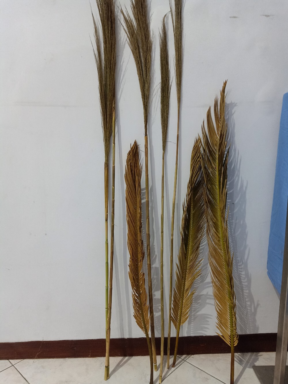 Daun Kering#sikas#mawar Jambe Original