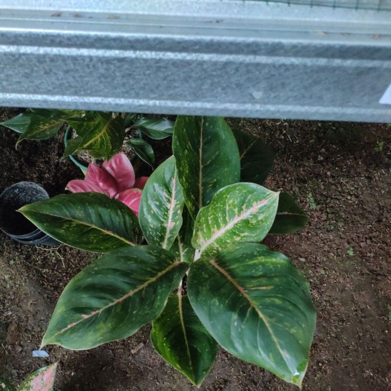 aglonema big papa rumpun