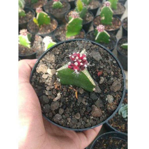  Kaktus  gymno hibotan Mini  free pot  Shopee Indonesia