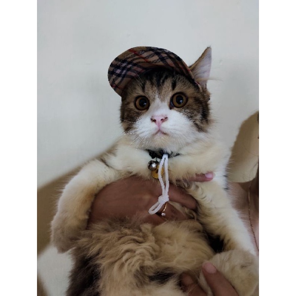 TOPI KUCING