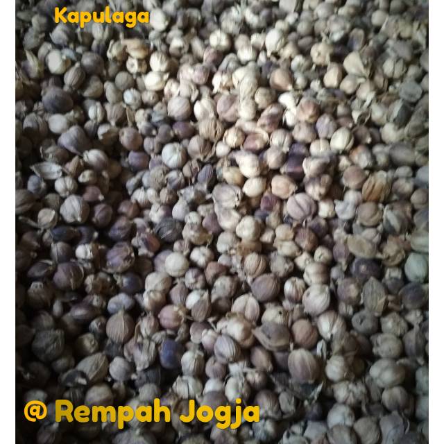 

KAPULAGA JAWA | Kemasan 100 gram | REMPAH HERBAL | 100% PRODUK ORIGINAL