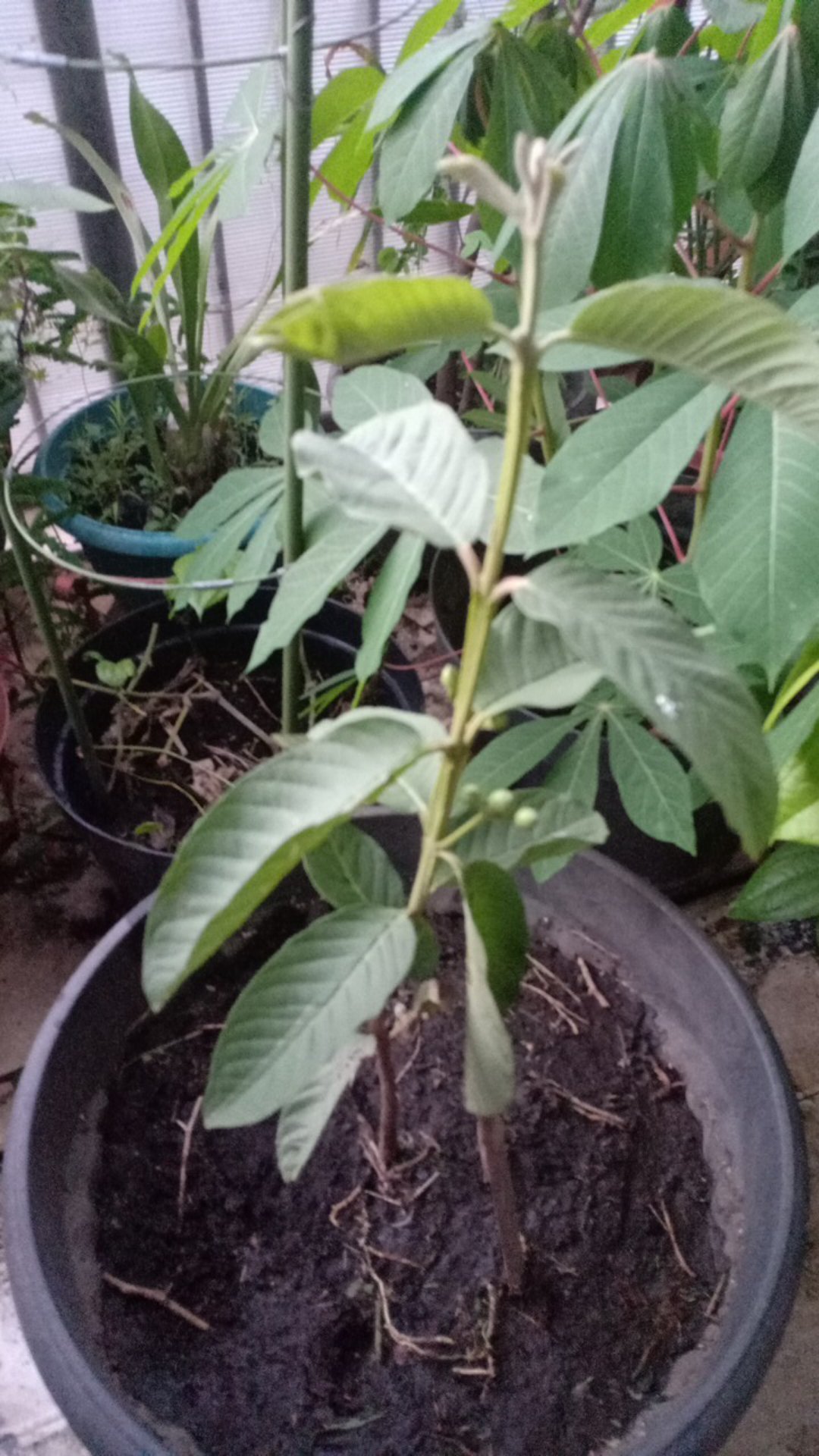 Jambu Kristal Okulasi