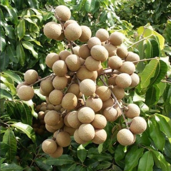 Bibit Buah Kelengkeng Puangray / Tanaman Buah Kelengkeng Cepat Berbuah