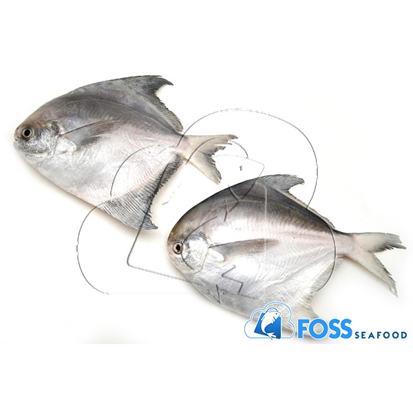

Foss Seafood Ikan Bawal Banci Frozen / beku size 200gr-300gr