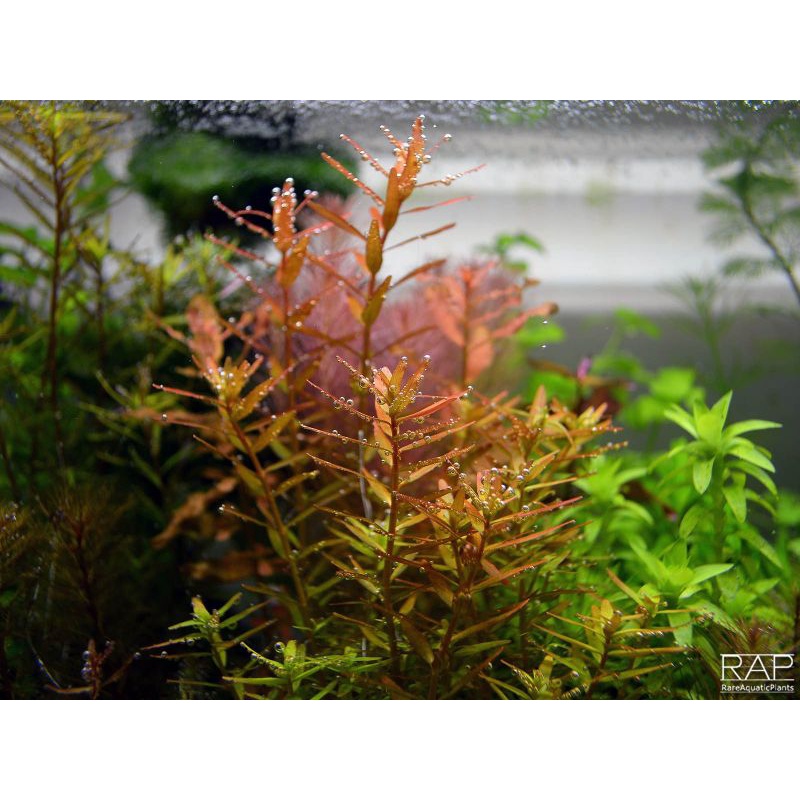 Rotala orange juice ( Tanaman Aquascape)