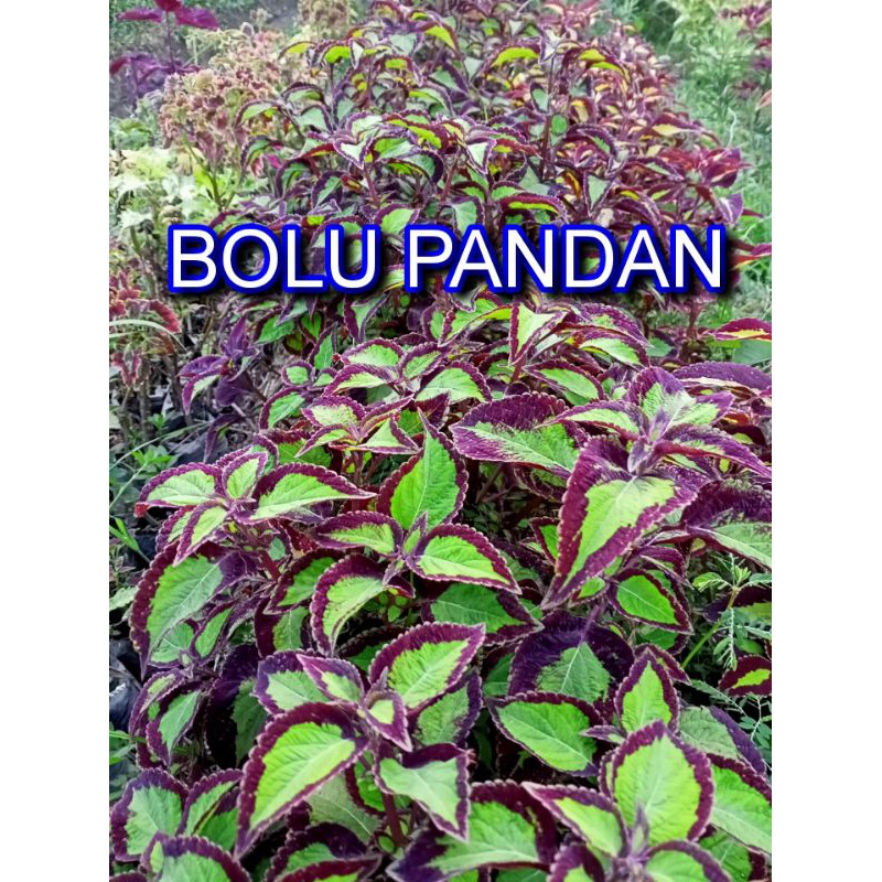 Tanaman Hias Miana langka Tanaman Hias Murah Miana Langka Bunga Miana Premium