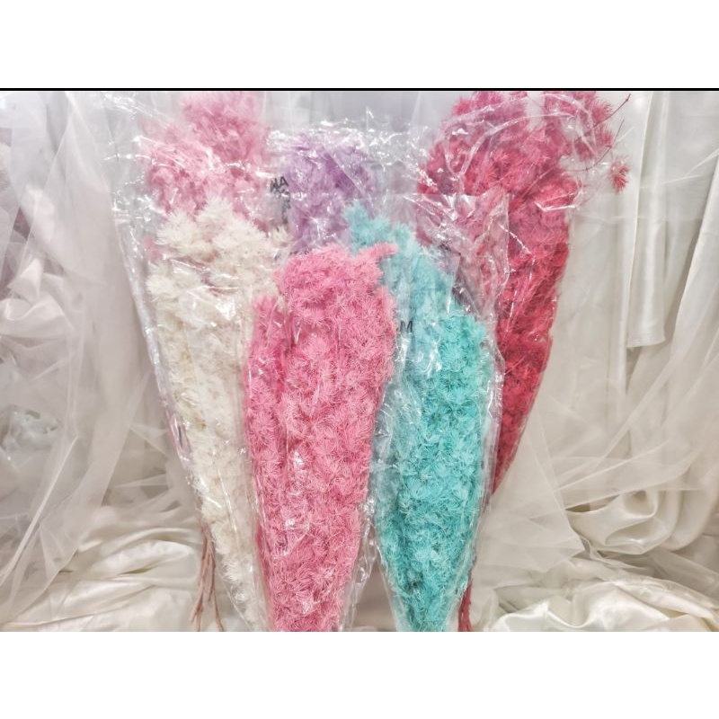 Asparagus Bintang Preserved