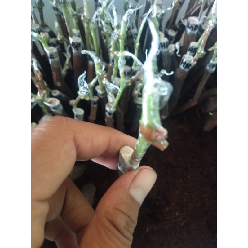 paket hemat cutting grafting anggur import isi 20