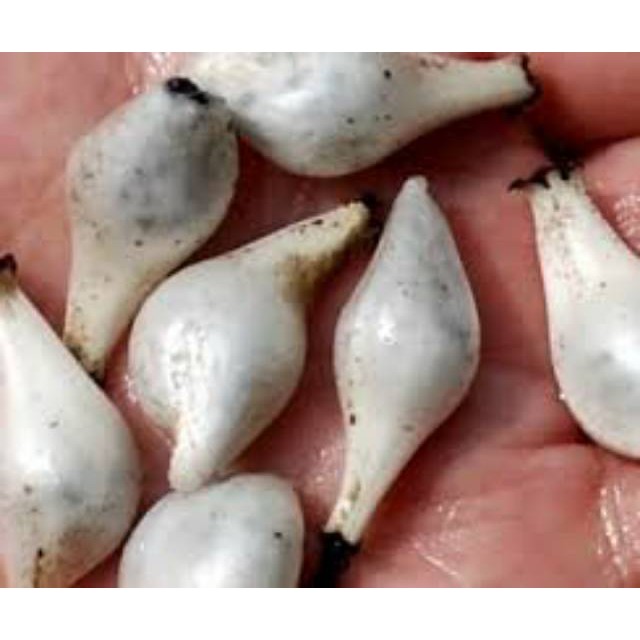 

ATK Buah lemba atau marasi rasa manis ATK