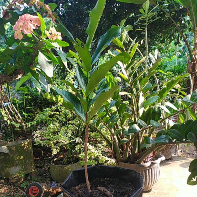 Tanaman Jambu Air Madu Deli Hijau (buy 1 Get 1)