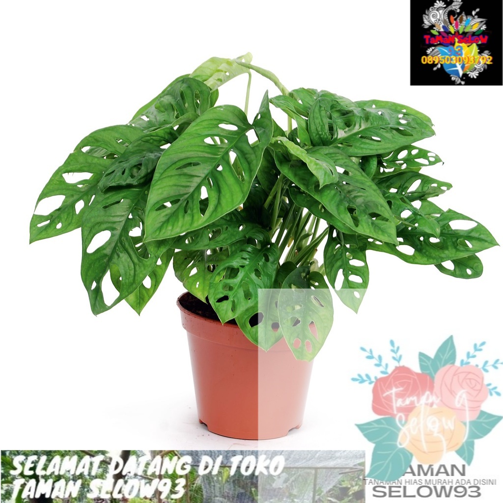 TANAMAN HIAS JANDA BOLONG bunga hidup Monstera adansonii tanaman GANTUNG Daun rambat (Janda Bolong)
