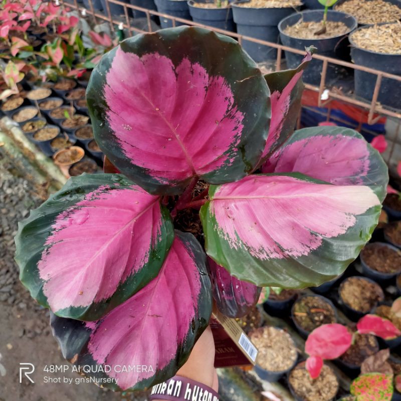 

calathea Roseopicta x / tanaman hias / kalatea