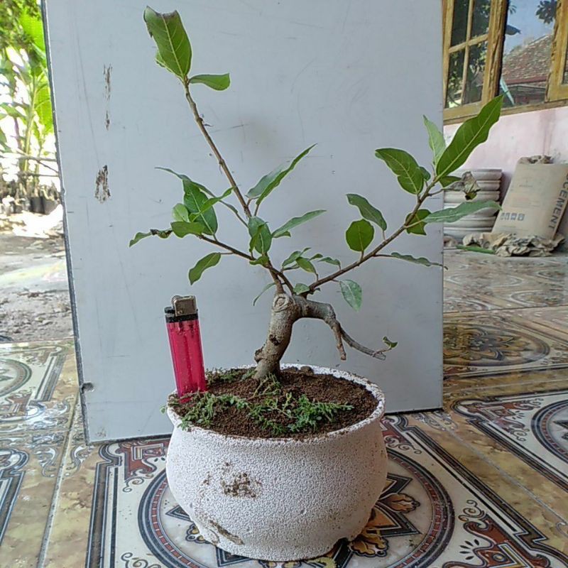 Bahan beringin loa ficus racemosa bonsai mame small
