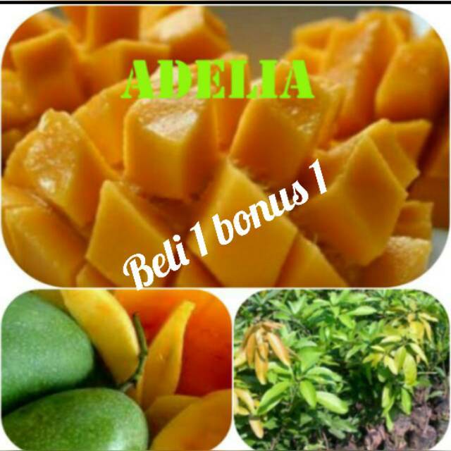 BIBIT MANGGA MADU OKULASI