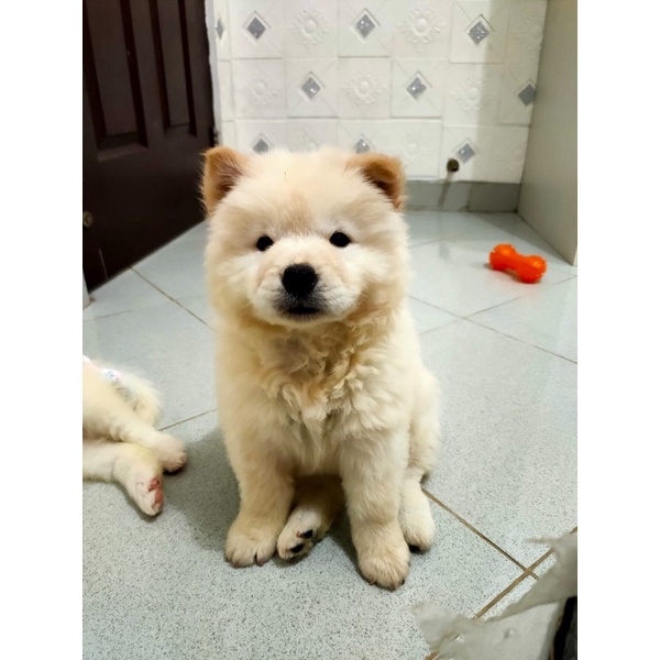 jual anjing chow chow betina