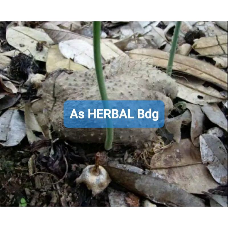 

Umbi Gadung Segar per 2 kg / bibit gadung-az