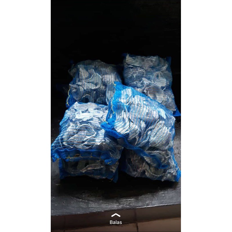 

Oyteer cangkang kerang