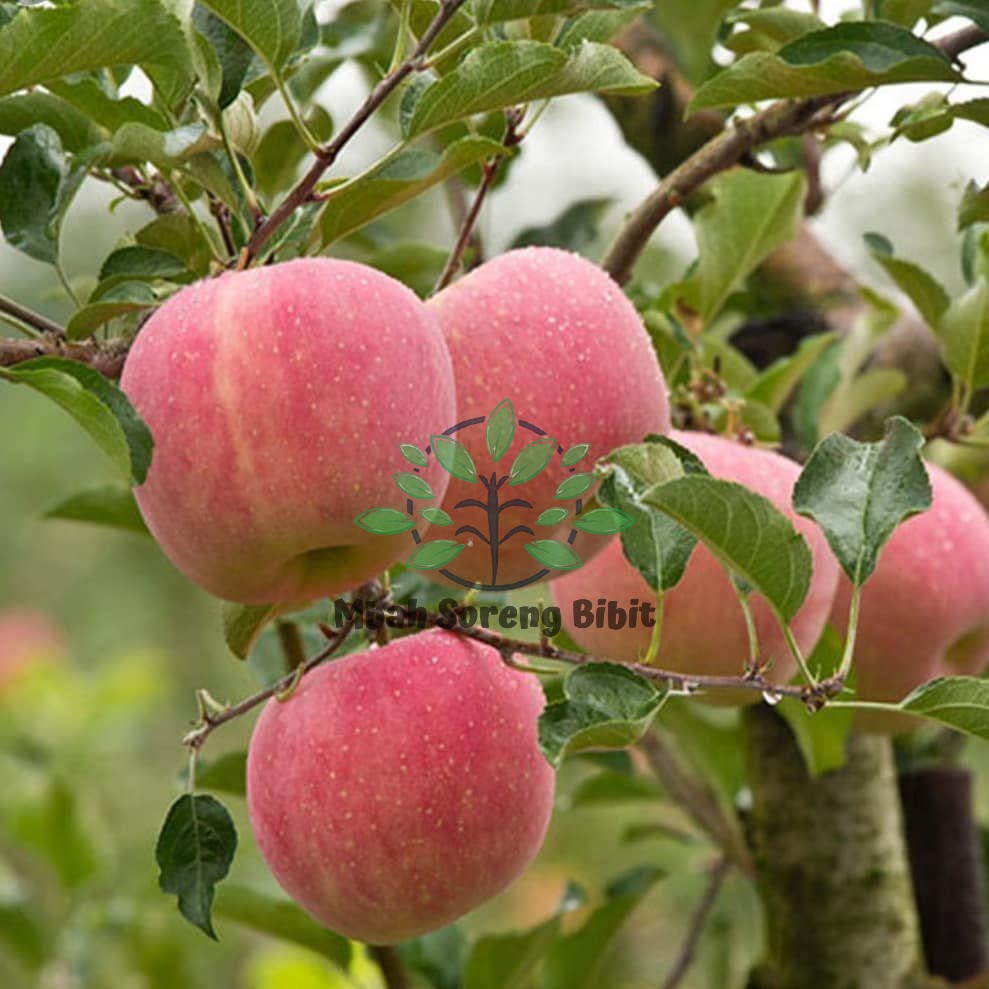 Bibit Apel Fuji Cangkok Batang Besar