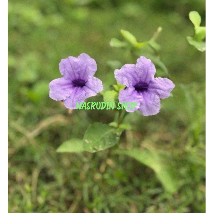 

[Fresh] BIBIT KENCANA UNGU 10 POHON / BIBIT DAUN KENCANA UNGU / RUELLIA TUBEROSA / BIBIT DAUN