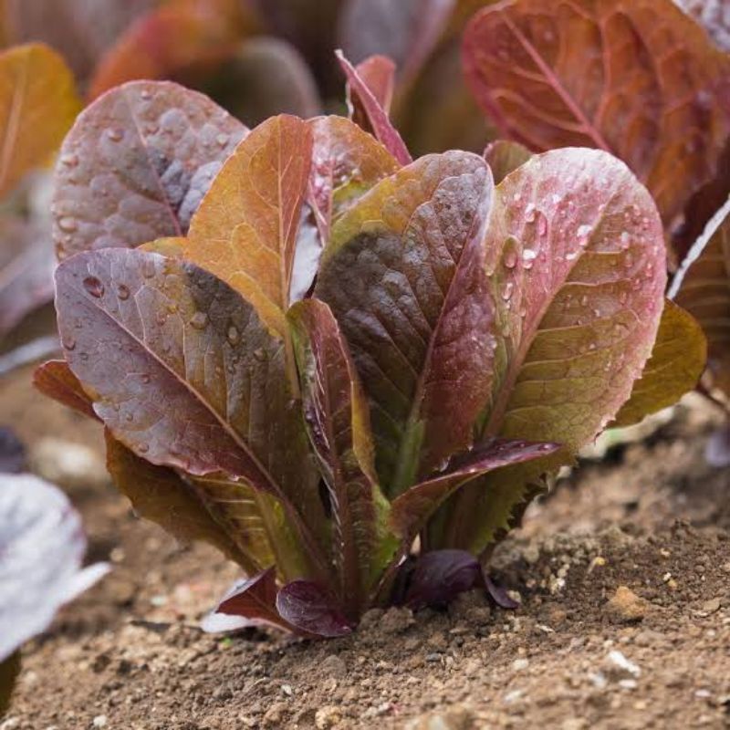 Benih Selada Red Romaine Lettuce Red Romain Selada Romain