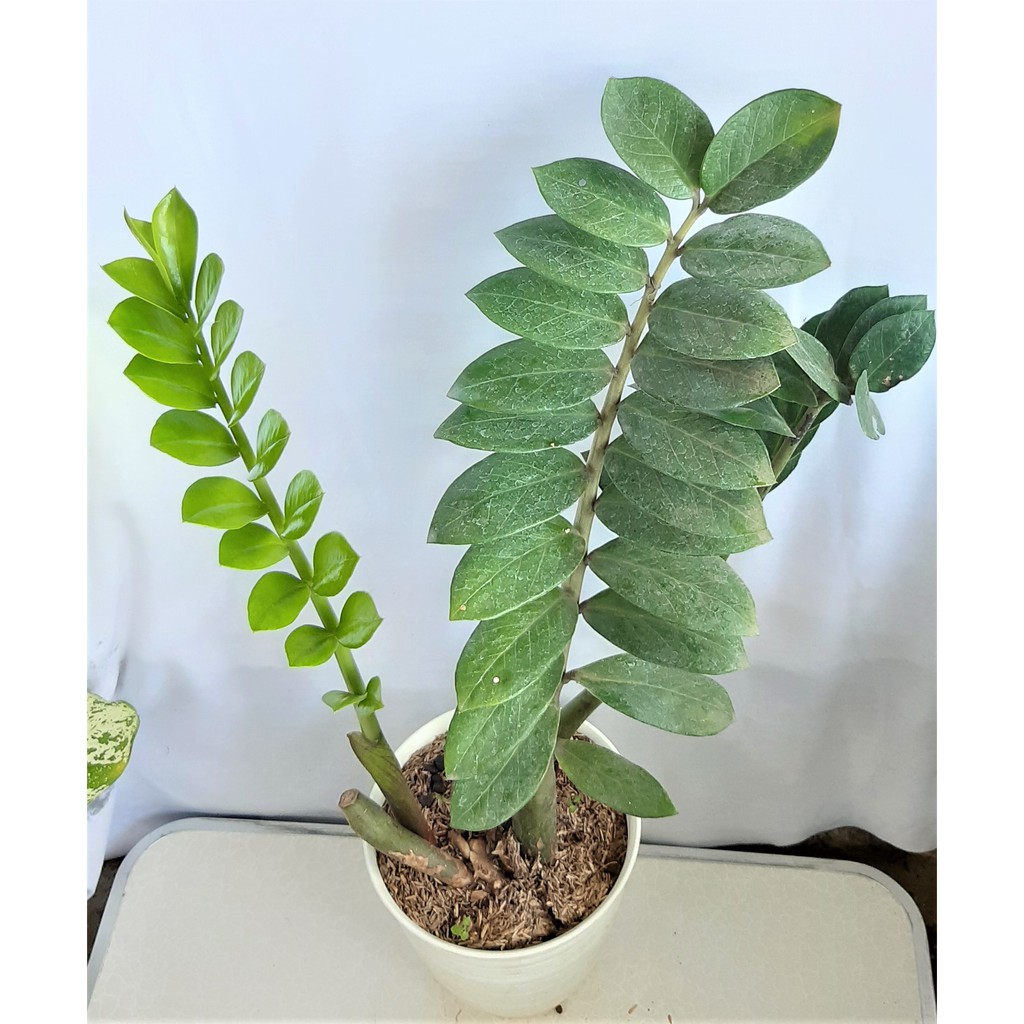 Zamia Culcas