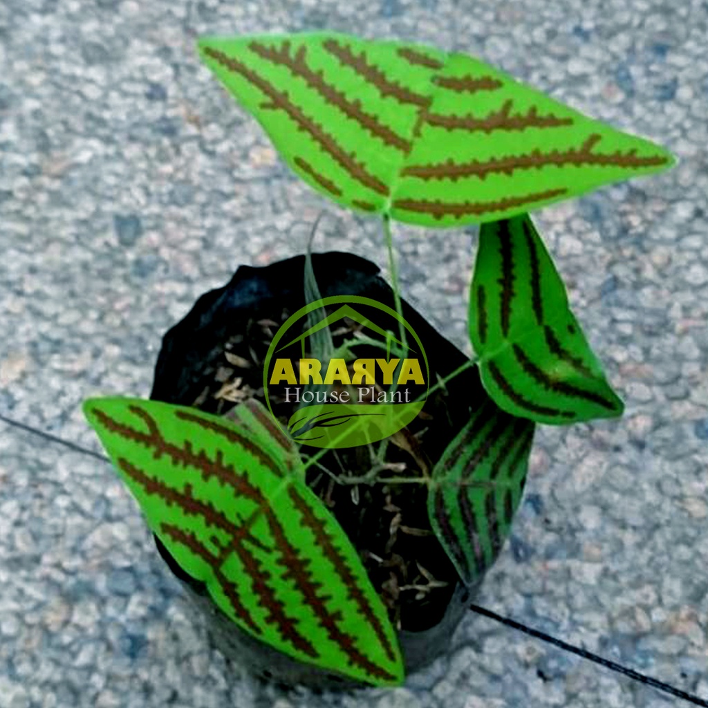 PROMO Bunga Kupu-Kupu Oxalis Hijau Lorek MURAH...
