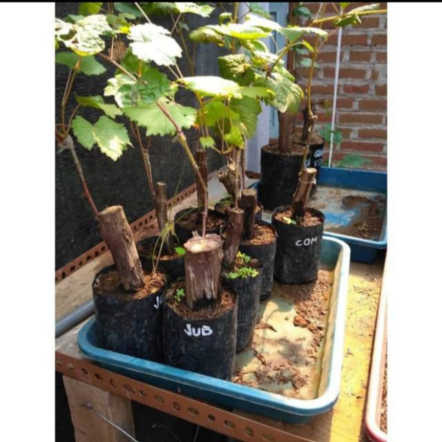 Bibit Anggur Import JUBILE Grafting