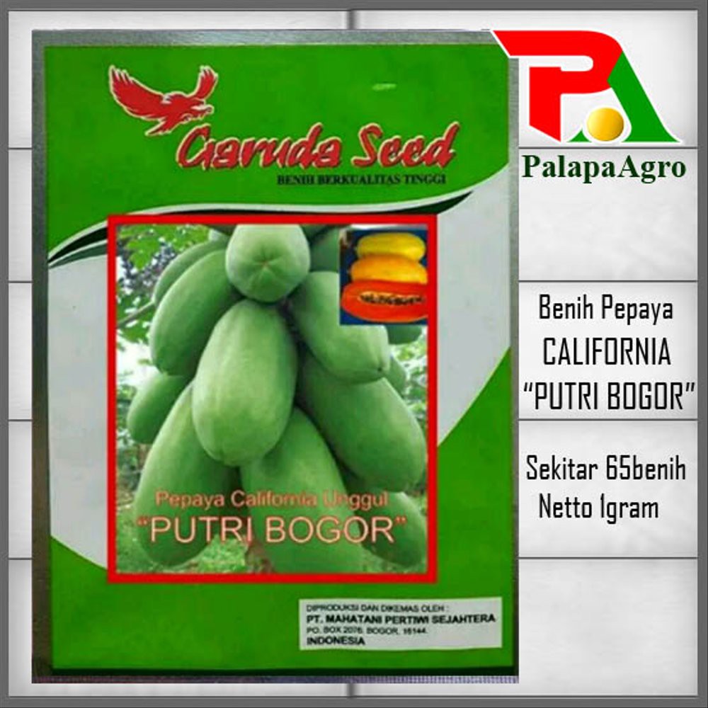 Benih Pepaya California Berkualitas