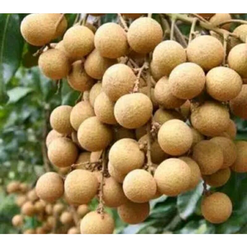 3 biji benih bibit Lengkeng