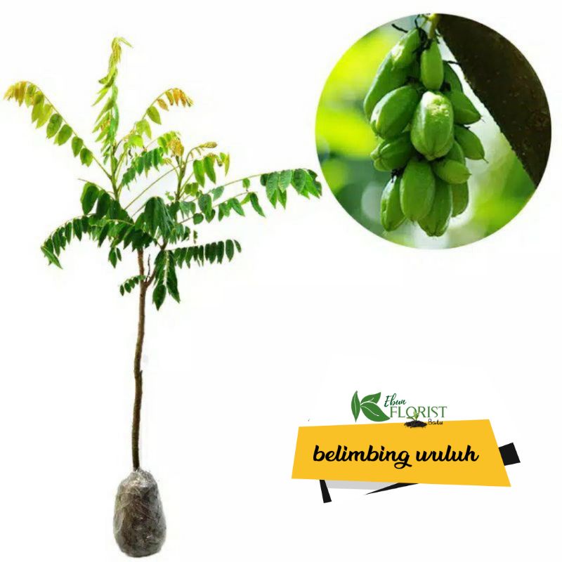 Bibit Blimbing Wuluh / Belimbing Wuluh sayur / bibit tanaman belimbing wuluh