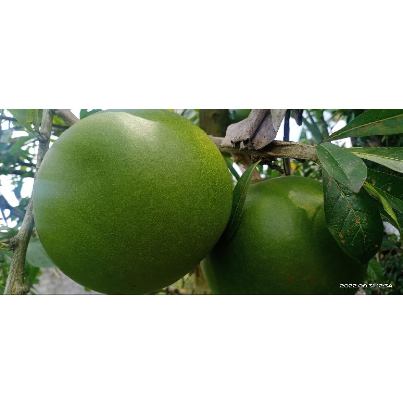 

buah maja - mojo - berenuk fresh (order->petik)