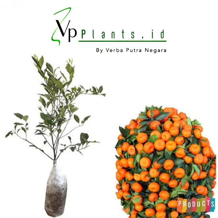 PALING DI CARI BIBIT JERUK SANTANG MADU SUPER COD PROMO Bibit Tanaman Pohon Jeruk Buah Jeruk Santang