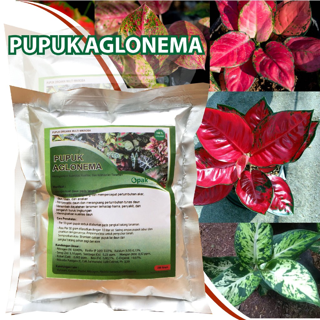 Pupuk Aglonema Paket Penumbuh Tunas Terbaik