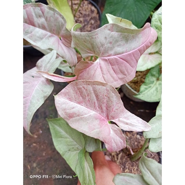 Syngonium pink spot