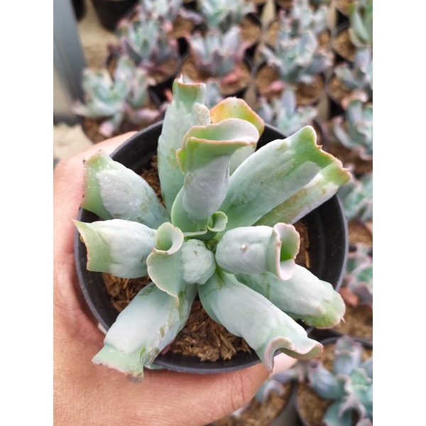 Sukulen Echeveria Kulibra | kaktus dan sukulen