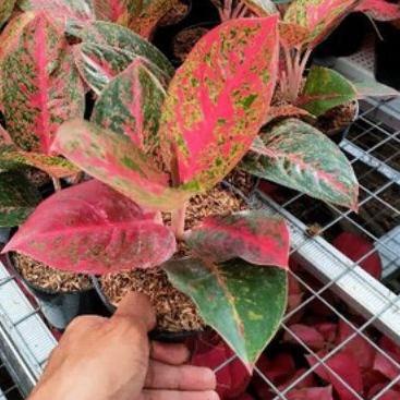 Aglonema Red Stardust Daun 6-7 Size Dewasa