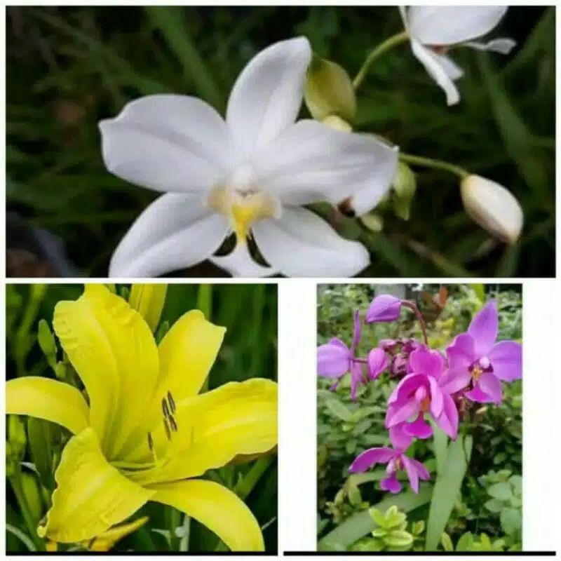 Paket murah 3 tanaman anggrek tanah bunga ungu,putih,kuning