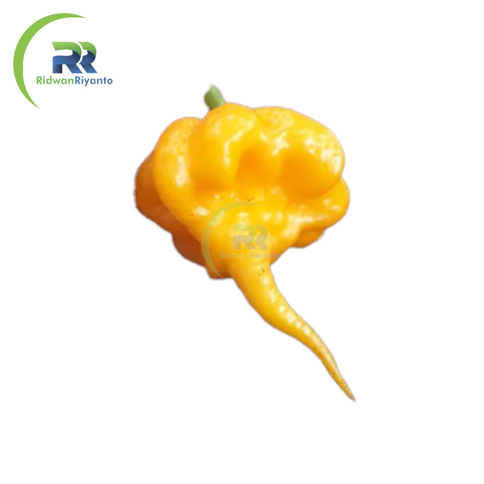 BIJI Benih Cabai CAROLINA REAPER Yellow Cabe Terpedas Nomor 1 di Dunia Versi Guinness World Record