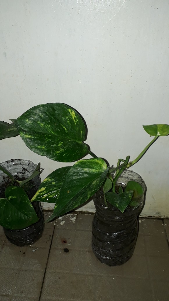 Spatifilum Green/peace Lily Green
