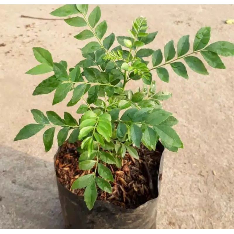 jual bibit tanaman daun kari