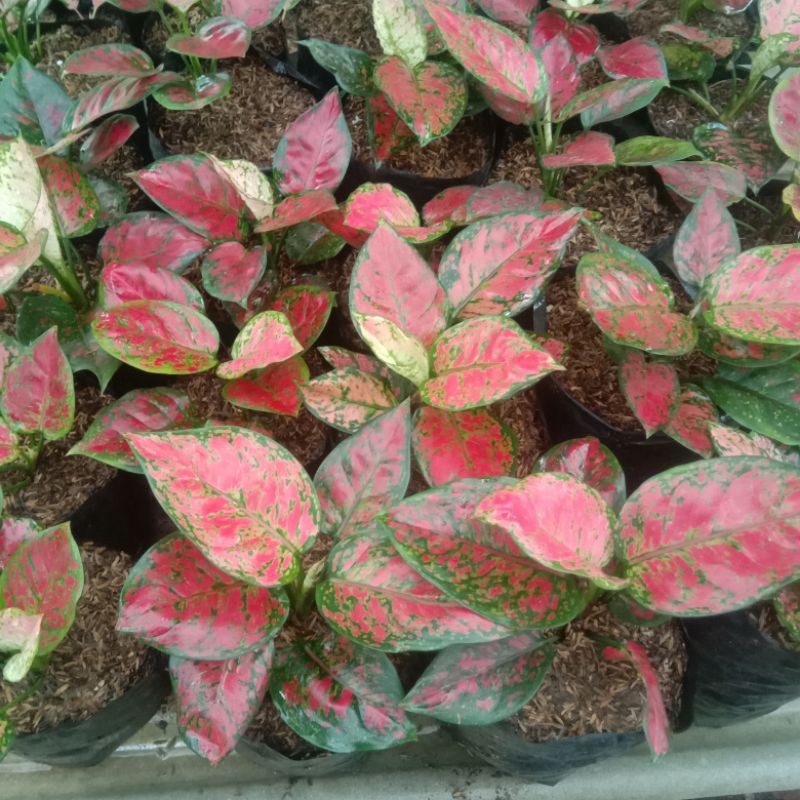 AGLAONEMA DUD ANJAMANI
