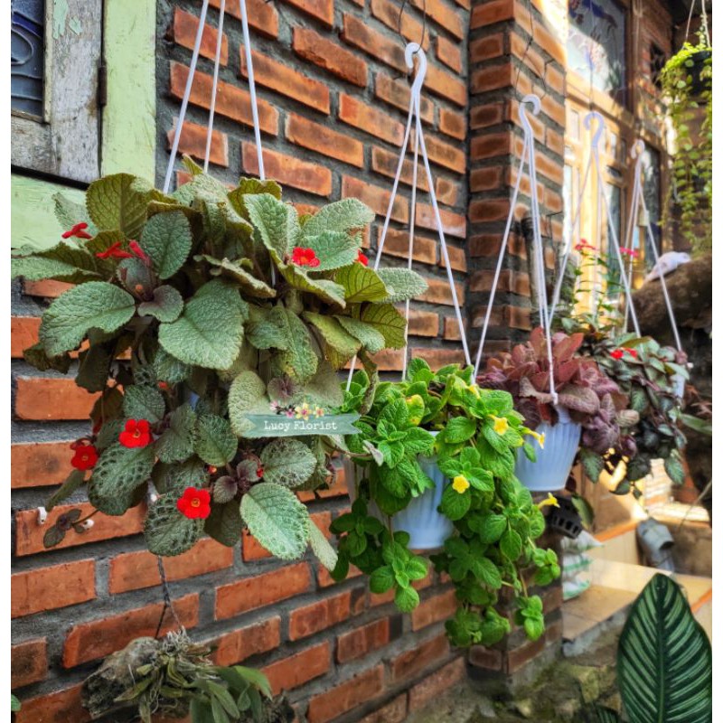 Bunga Episcia Import / Episcia  import